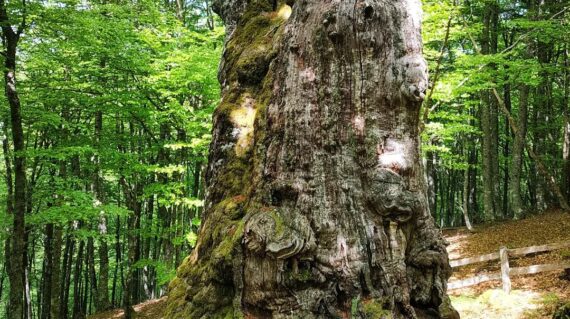 Rebollus del Llanu del Toru