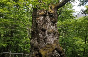 Rebollus del Llanu del Toru