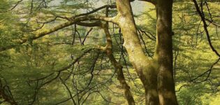 Bosques
