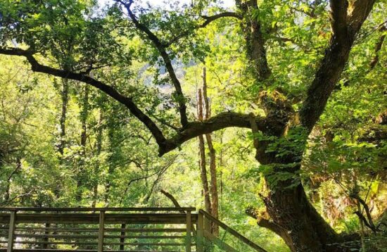 Bosques do Carballido Gallol